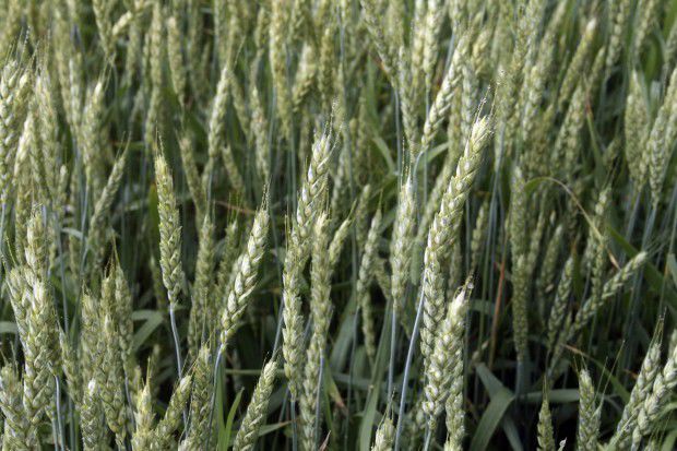 Whole grain